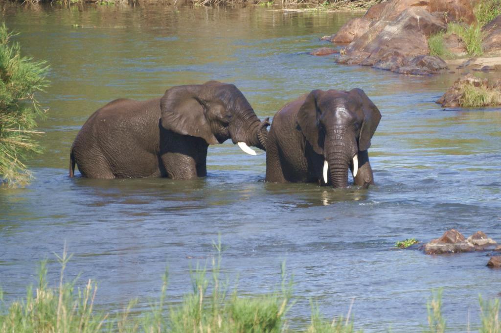 Kruger River Holiday Home Marloth Park Exterior foto